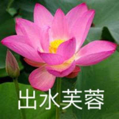 天天打波利华为版本下载